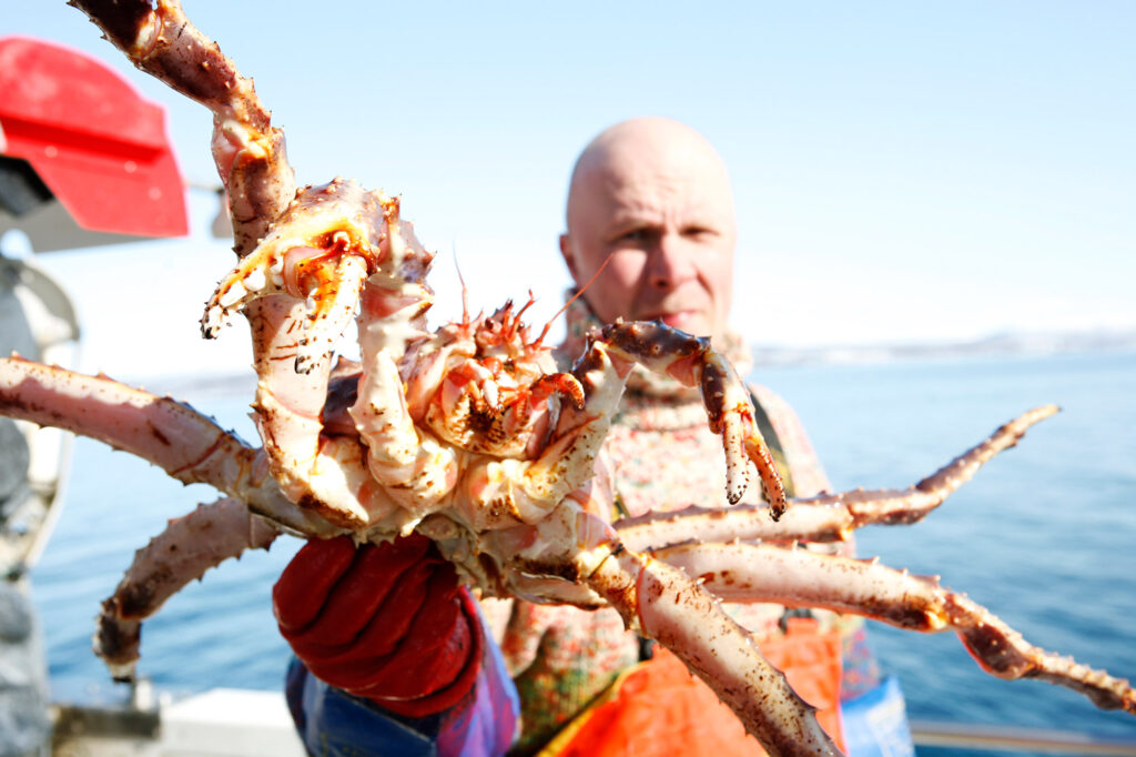 king-crab-hight-resolution